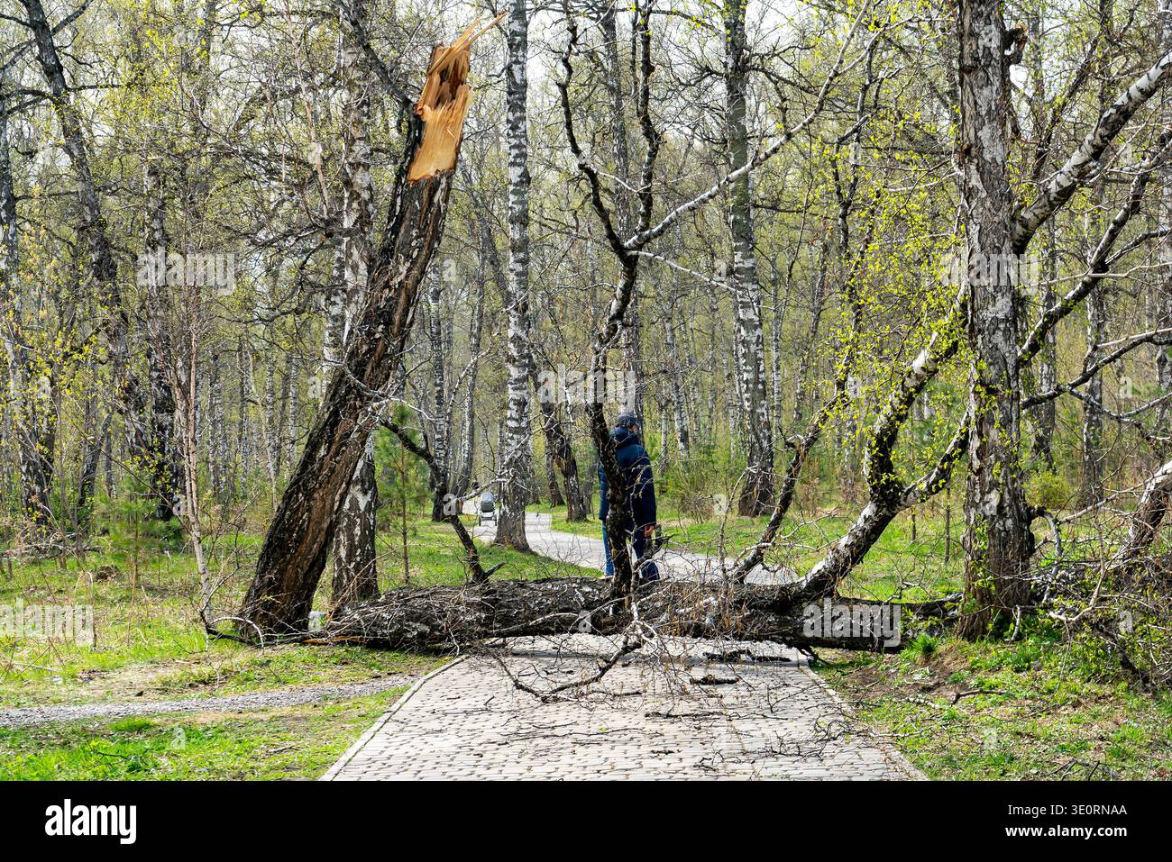 Person Standing Behind Fallen Birch Tree Blocking Park Path In Early Spring Forest Stock Photo