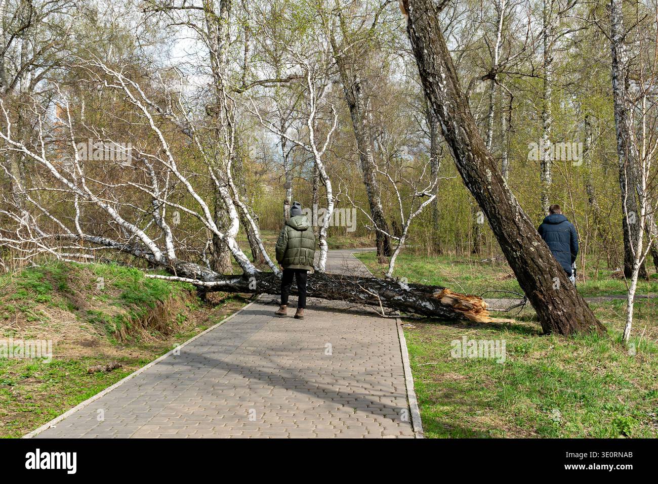 Two People Confronting a Fallen Birch Tree Blocking a Park Path in Early Spring Stock Photo