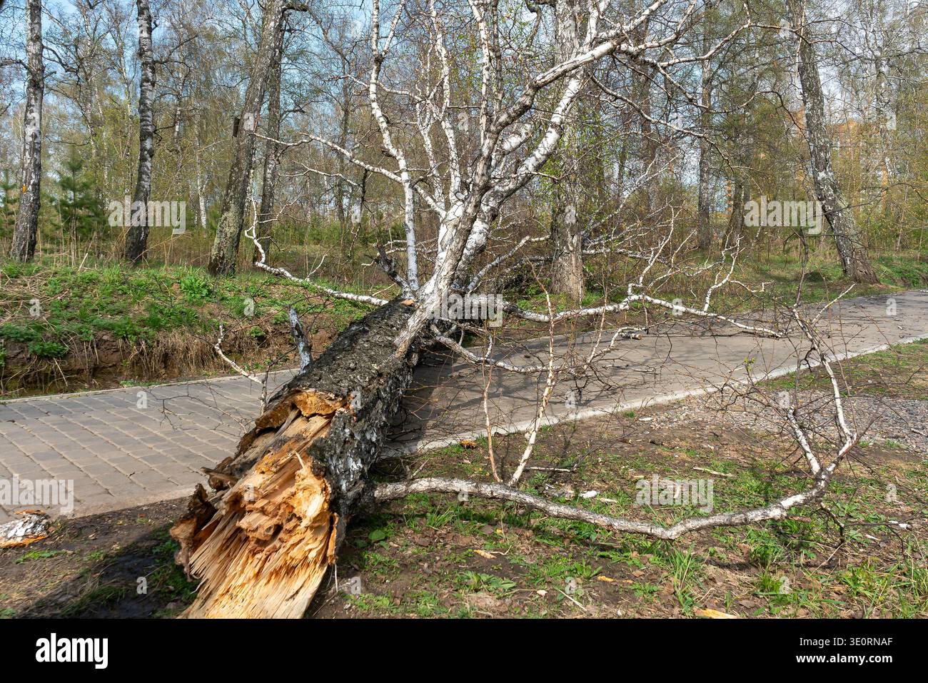 Fallen Birch Tree Blocking Park Path After Storm In Early Spring Forest Stock Photo
