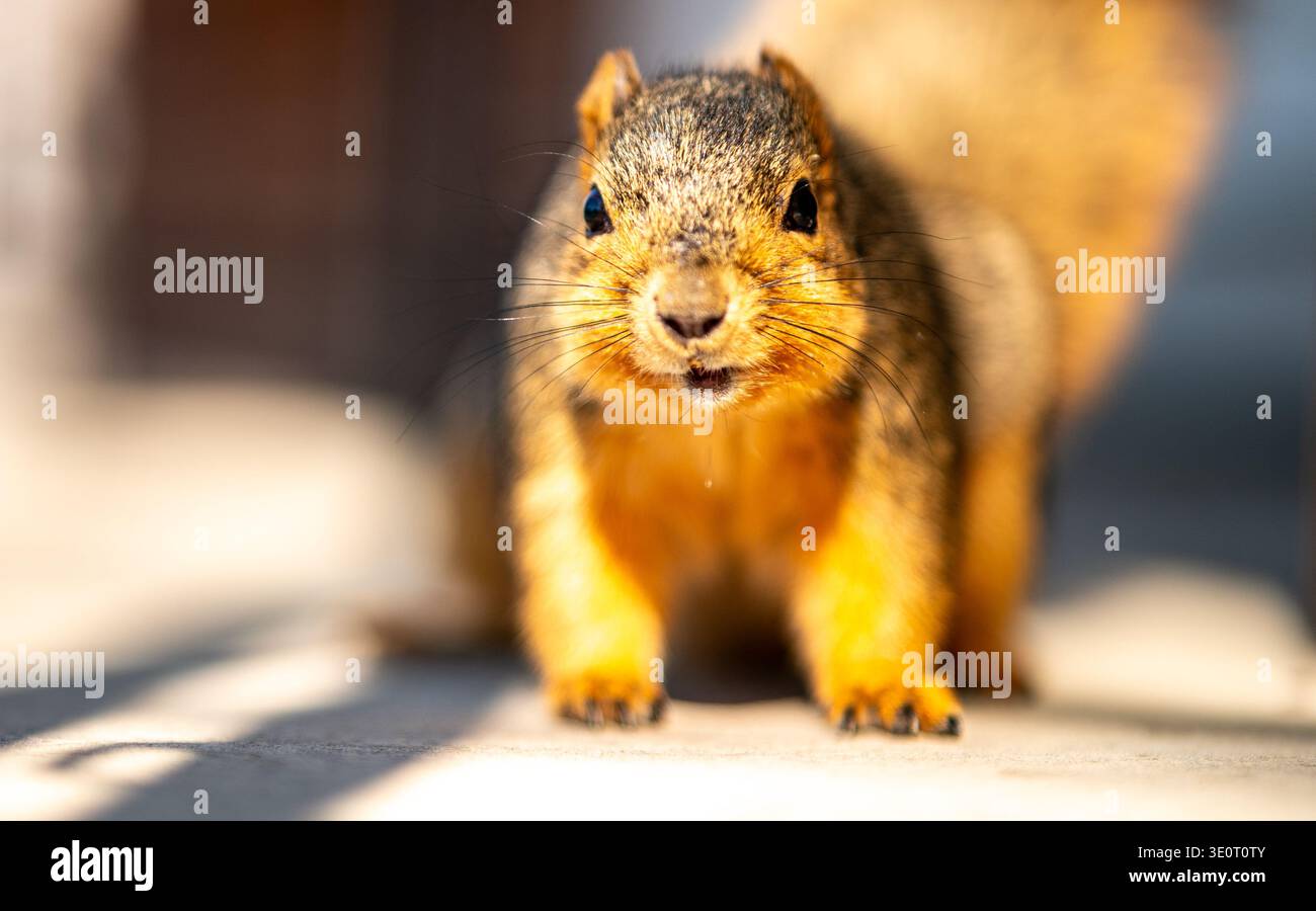 American fox squirrel (Sciurus niger) front view and looking slightly away from the camera. Stock Photo
