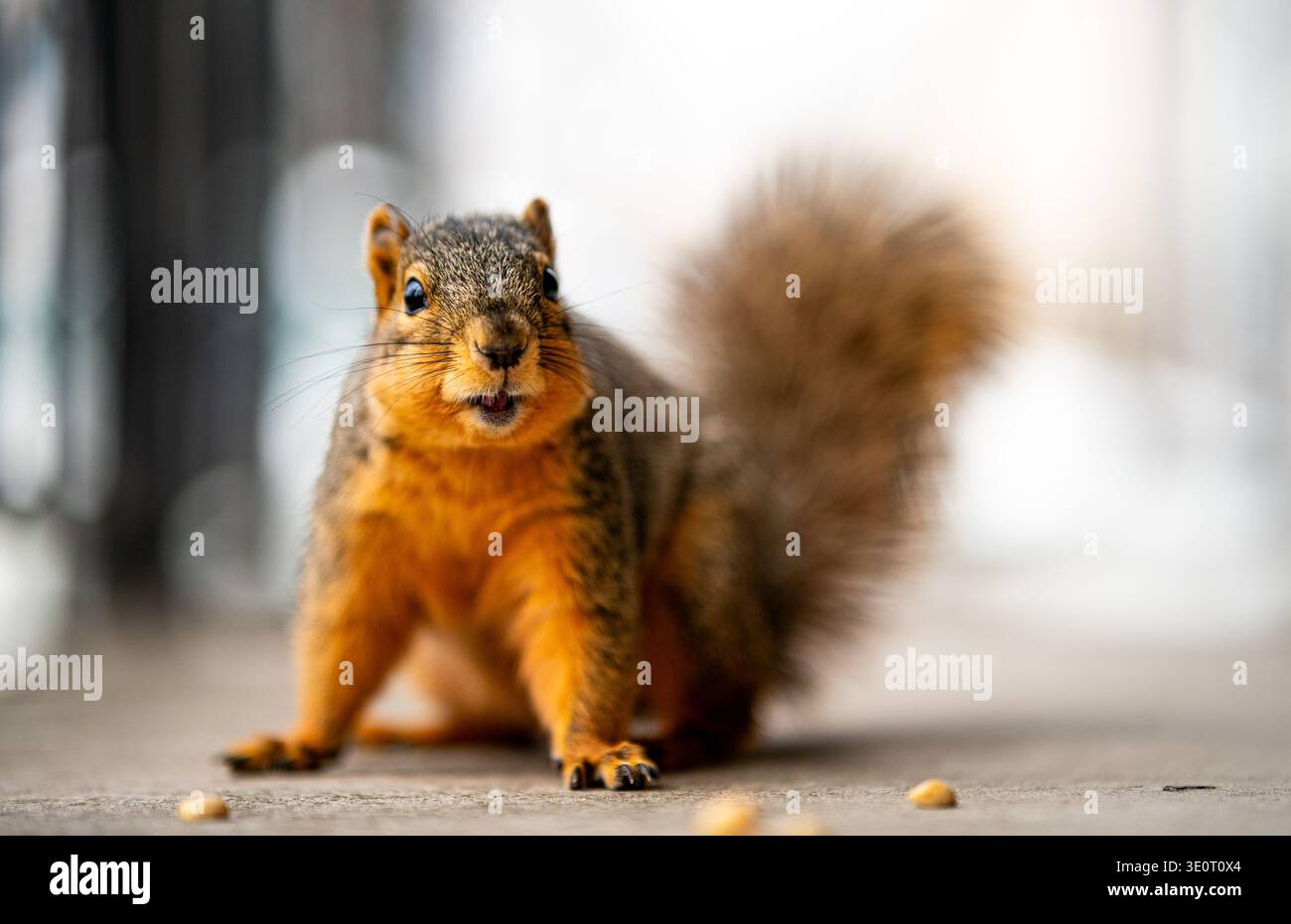 American fox squirrel (Sciurus niger) front view with shocked look on his face. Stock Photo