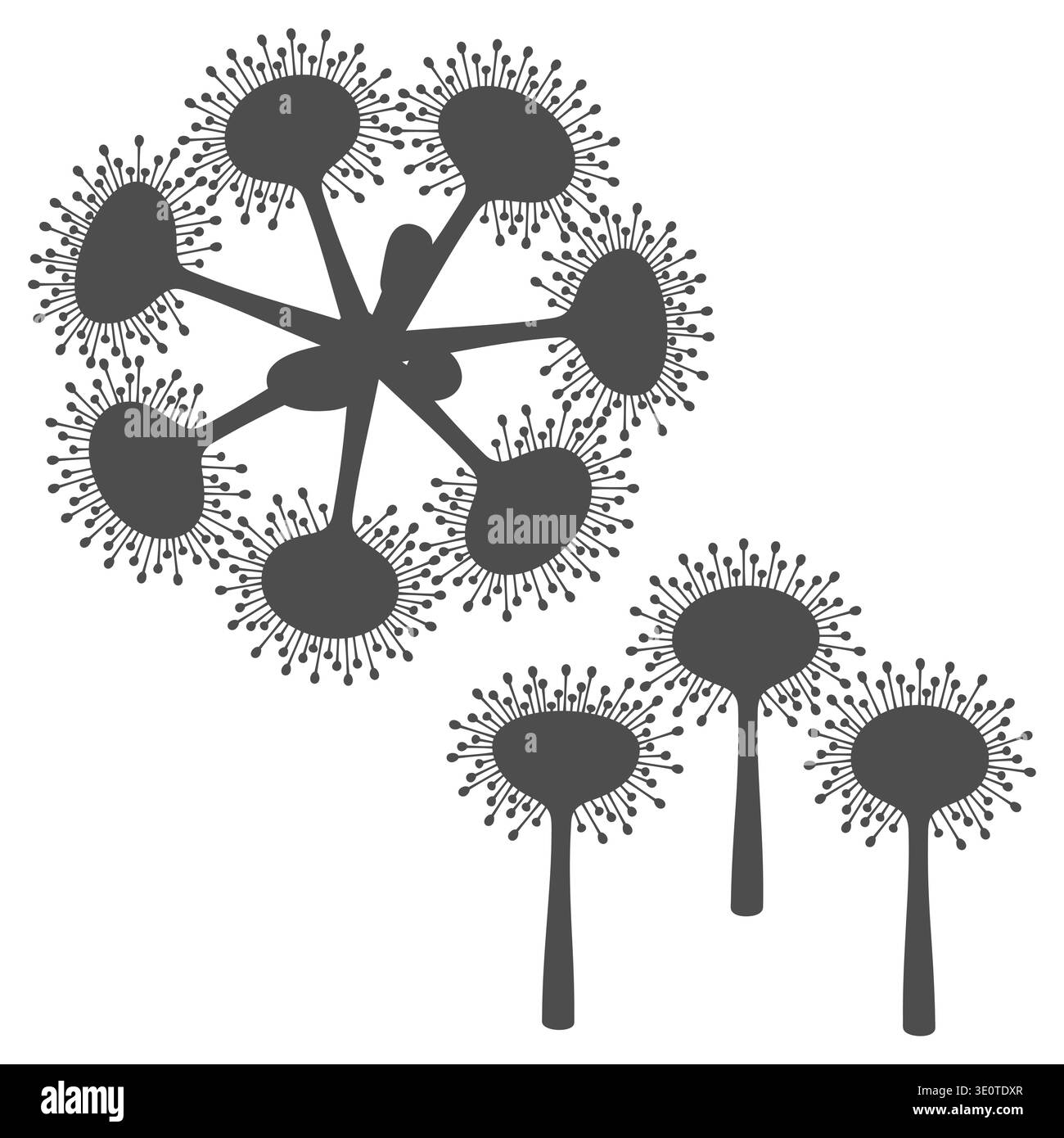 Set of black and white illustrations drosera, sundew plants. Isolated vector objects. Stock Vector