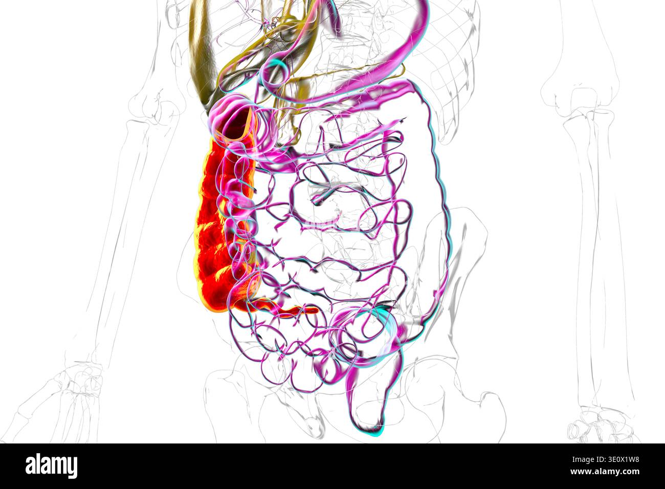 Ascending colon and appendix. Illustration showing the digestive system ...