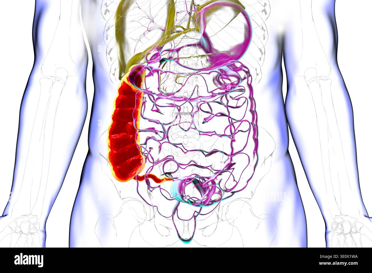 Ascending colon and appendix. Illustration showing the digestive system ...