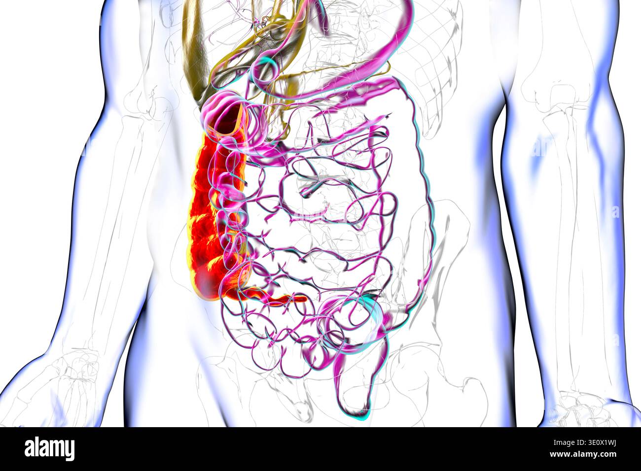 Ascending colon and appendix. Illustration showing the digestive system ...