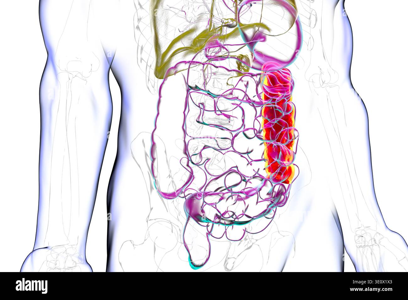 Human digestive system with highlighted descending colon. Illustration ...