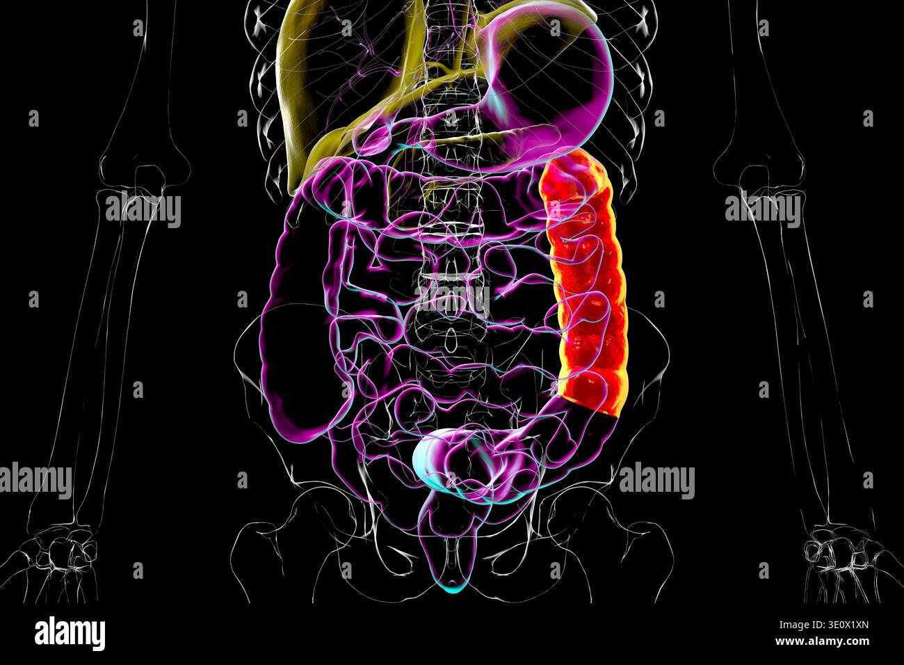 Human digestive system with highlighted descending colon. Illustration ...