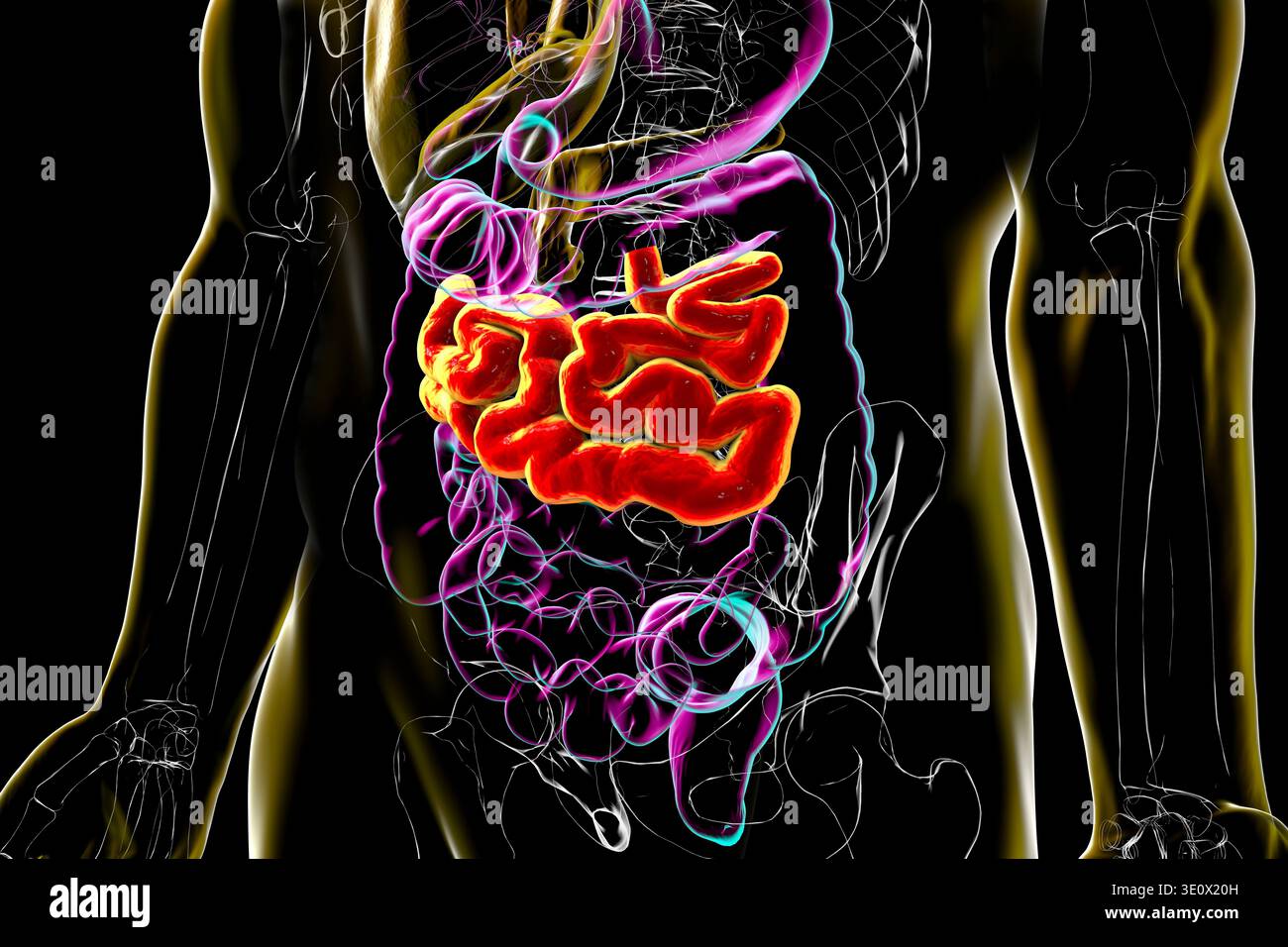 Jenum Jejunum. Illustration showing the digestive system with the jejunum ...