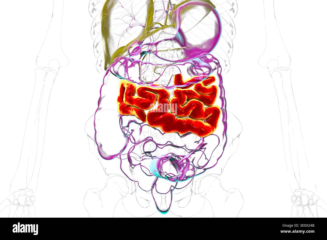 Jenum Jejunum. Illustration showing the digestive system with the jejunum ...
