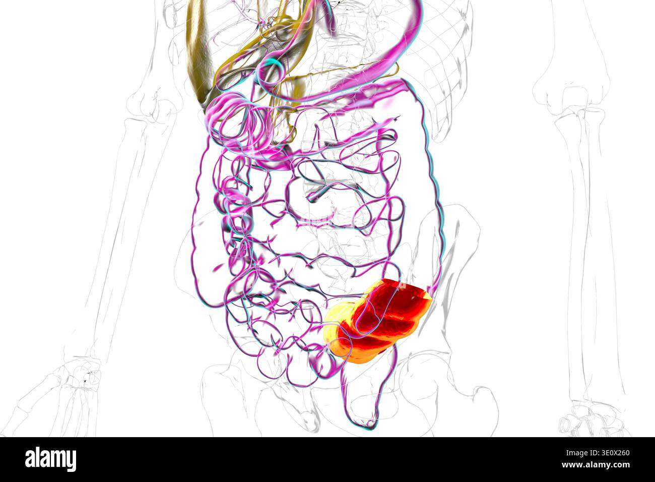 Human digestive system with highlighted sigmoid colon. Illustration ...