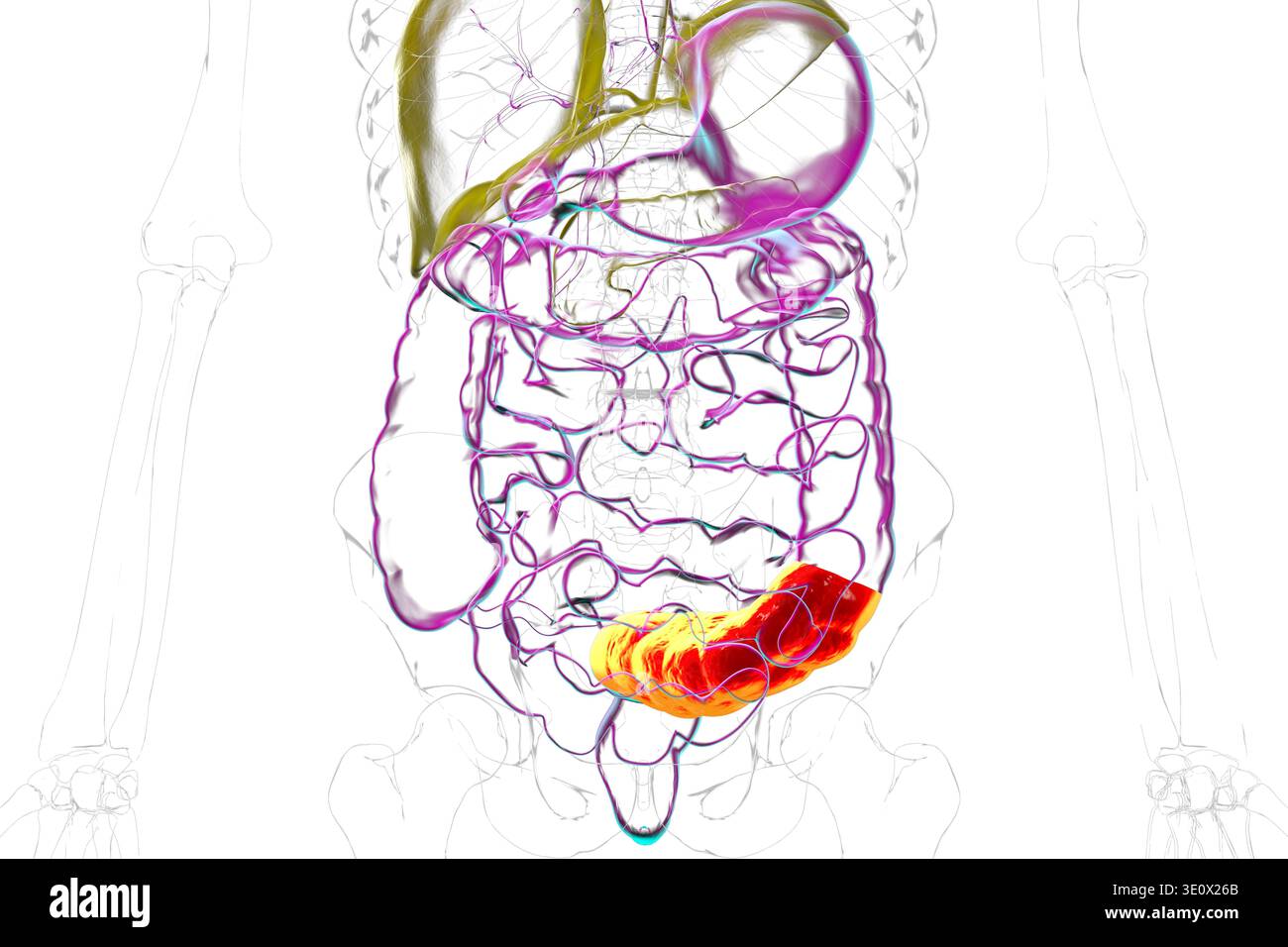Human digestive system with highlighted sigmoid colon. Illustration ...