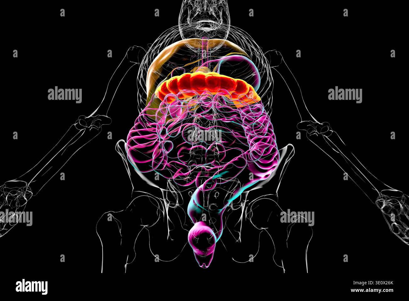 Transverse colon. Illustration showing the digestive system with the ...