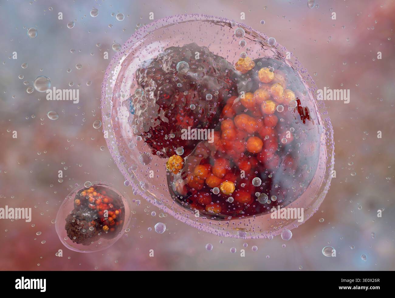 Illustration of Chlamydia trachomatis, a bacterium responsible for the ...