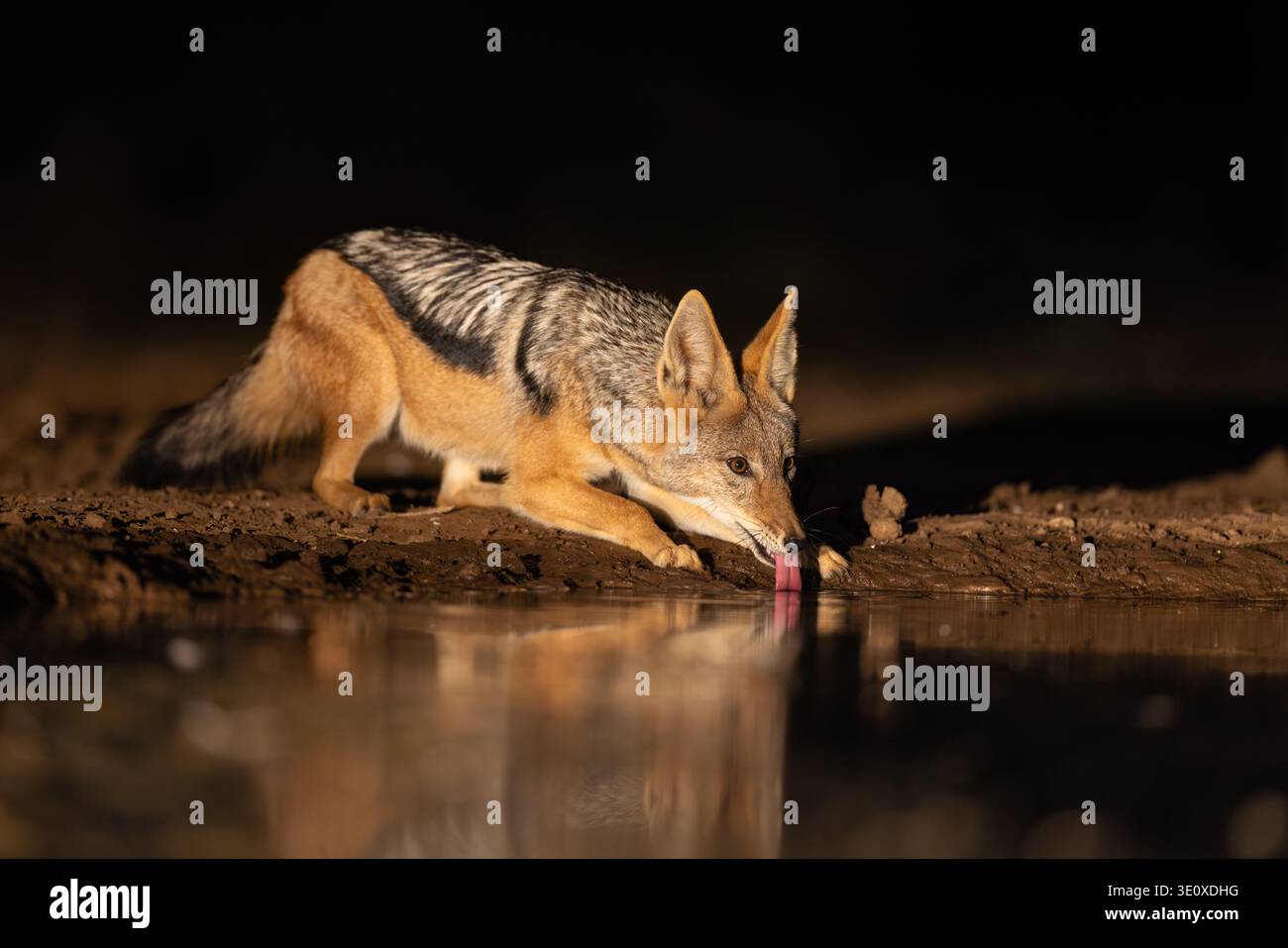 A black-backed jackal (Canis mesomelas) lapping water from a waterhole at night with a sharp reflection in Mashatu, Botswana. Stock Photo