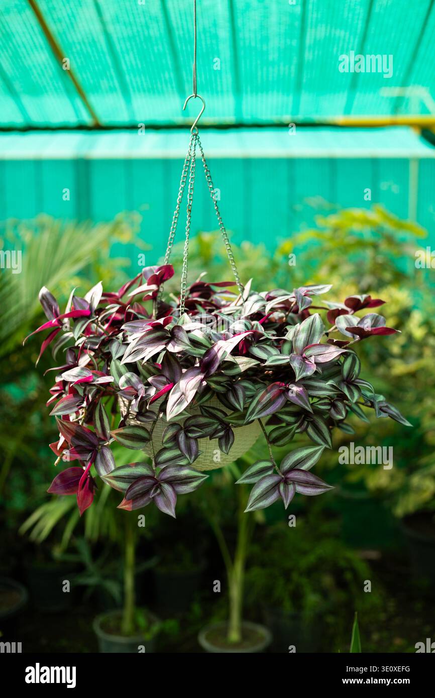 hanging plant hangers Square Air Plant Hanger main image 0