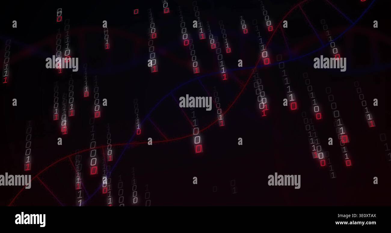 Streaming red-blue DNA helix intersecting falling binary streams in data display, red glow Stock Photo