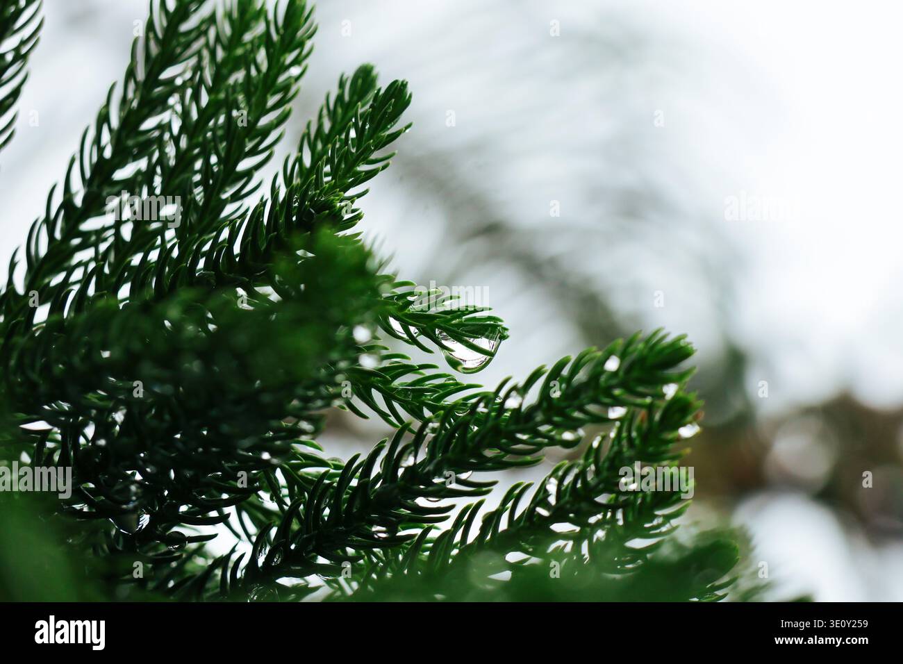 Fresh Rainwater Droplet on Conifer Branch. Detailed nature photograph capturing a single raindrop clinging to a vibrant conifer branch. Stock Photo