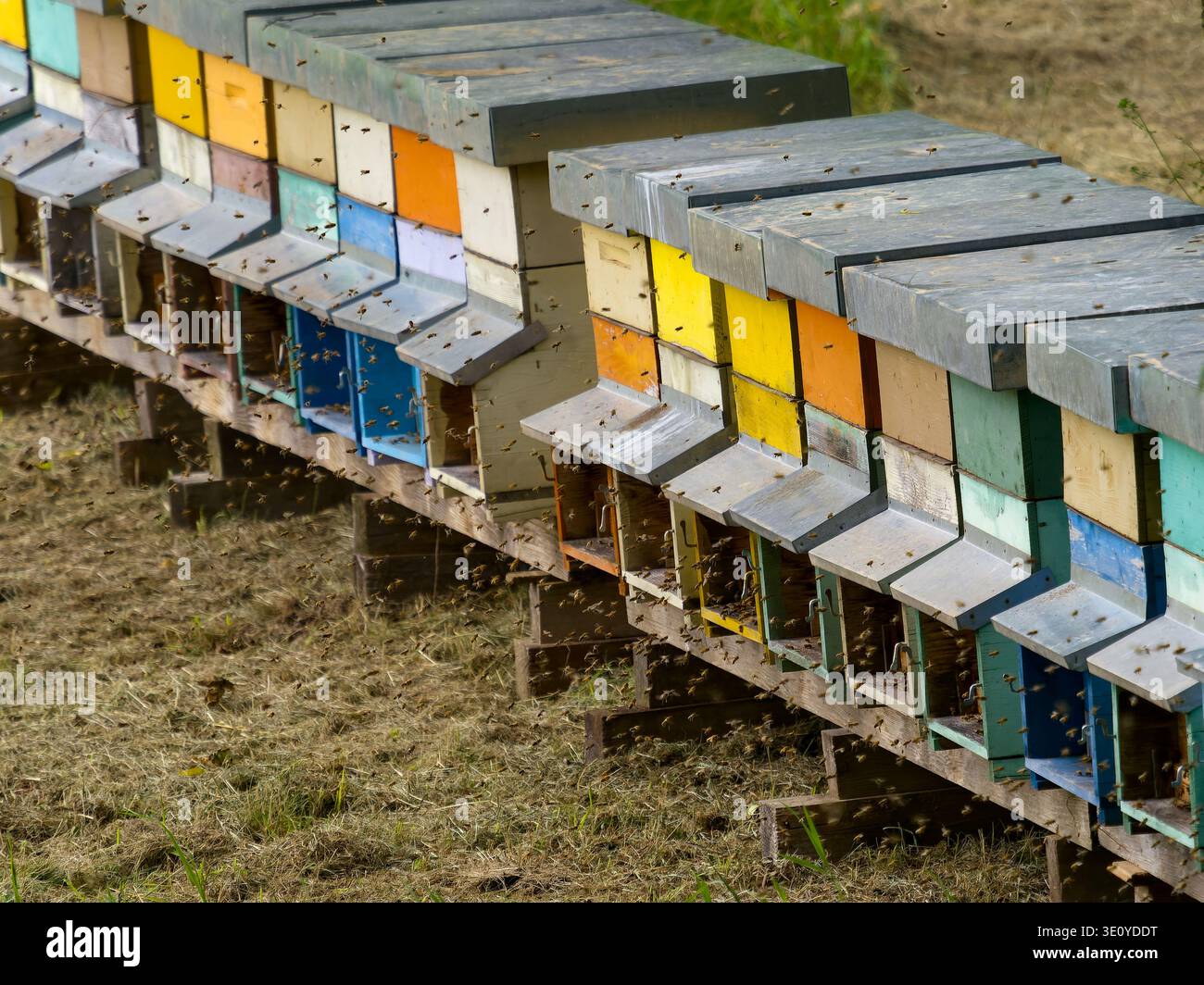 Front view of a beehive with active honey bees (Apis mellifera). Bees ...