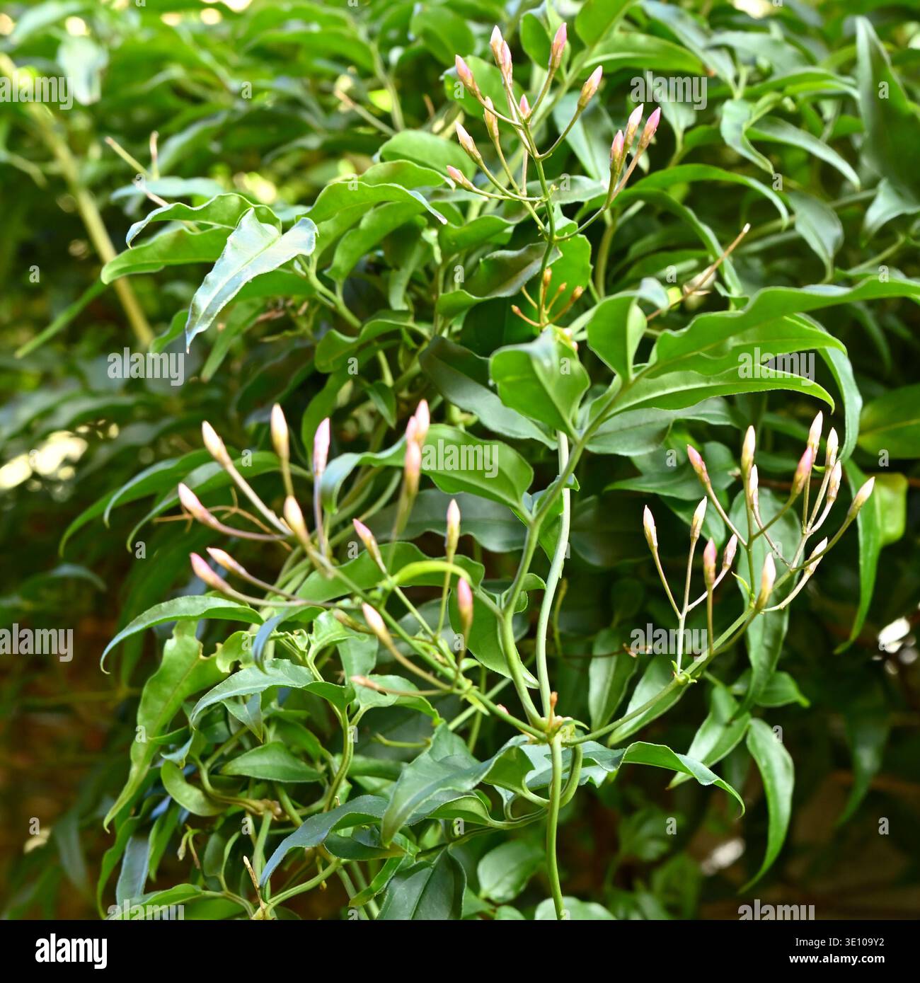 Chinese jasmine plant hi-res stock photography and images - Alamy