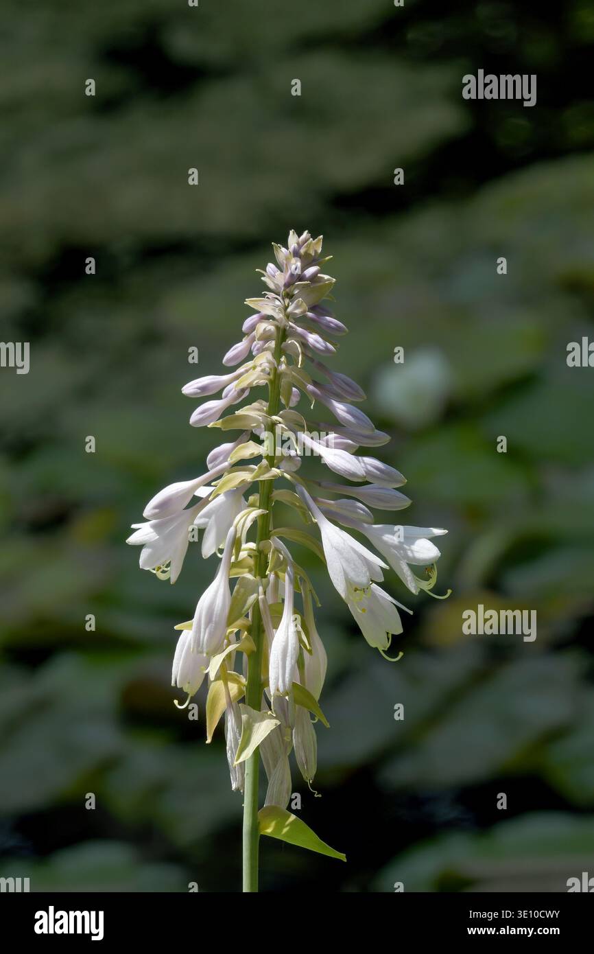 flowering plantain lily resp.Hosta plant,Rhineland,Germany Stock Photo
