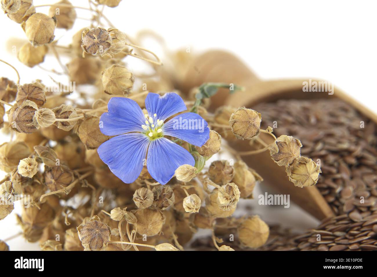 Vibrant image showcasing a close-up view of a blue flax flower with dried  seed pods and flaxseeds in a wooden scoop Stock Photo - Alamy