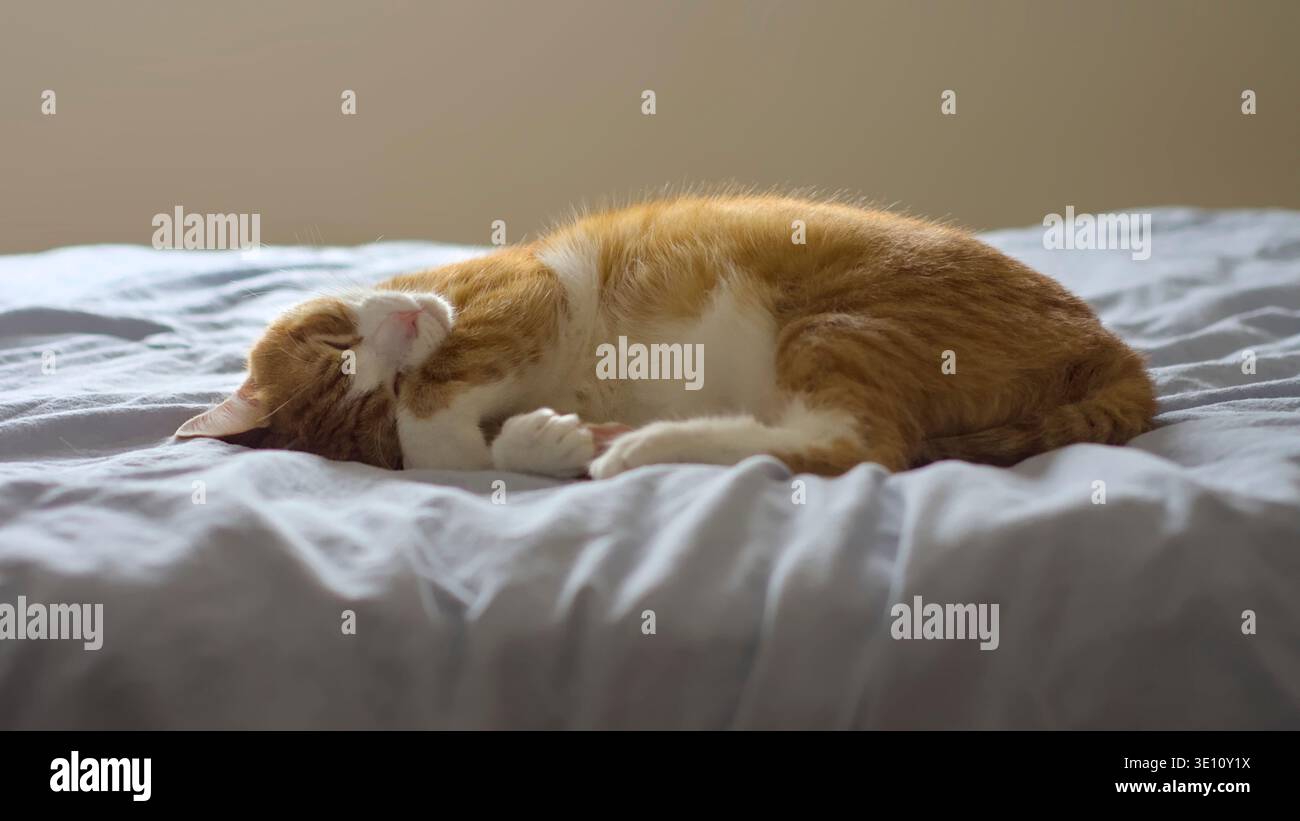 ginger tabby cat sleeping peacefully on gray bedding Stock Photo