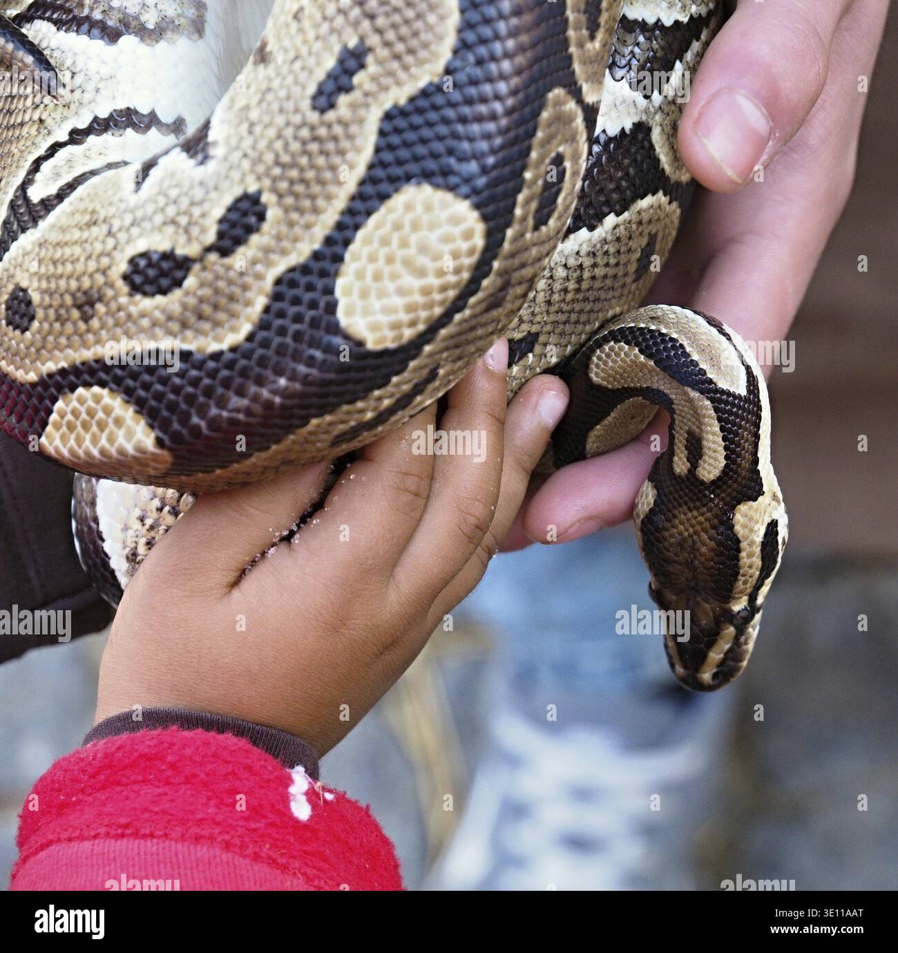 Kid and zookeeper holding a python regius snake Stock Photo