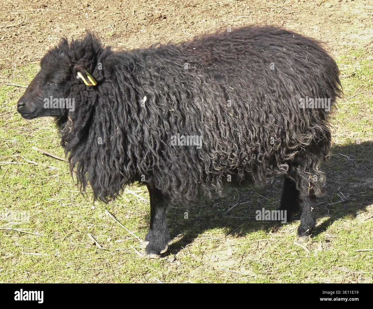 Black sheep standing outdoors on a farm, displaying its woolly