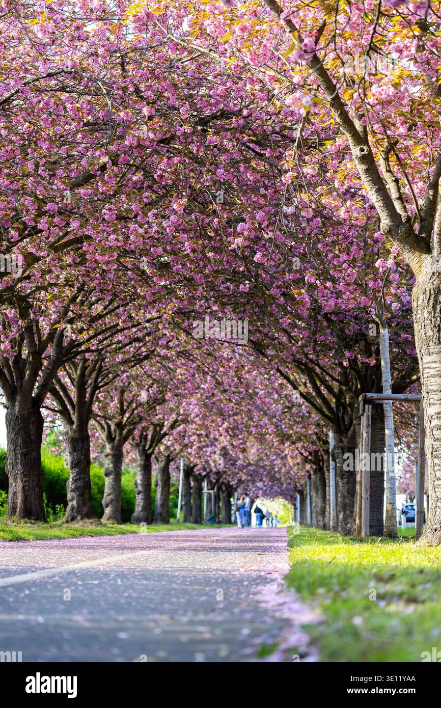 Blooming sakura trees forming pink blossom tunnel along Holzweg