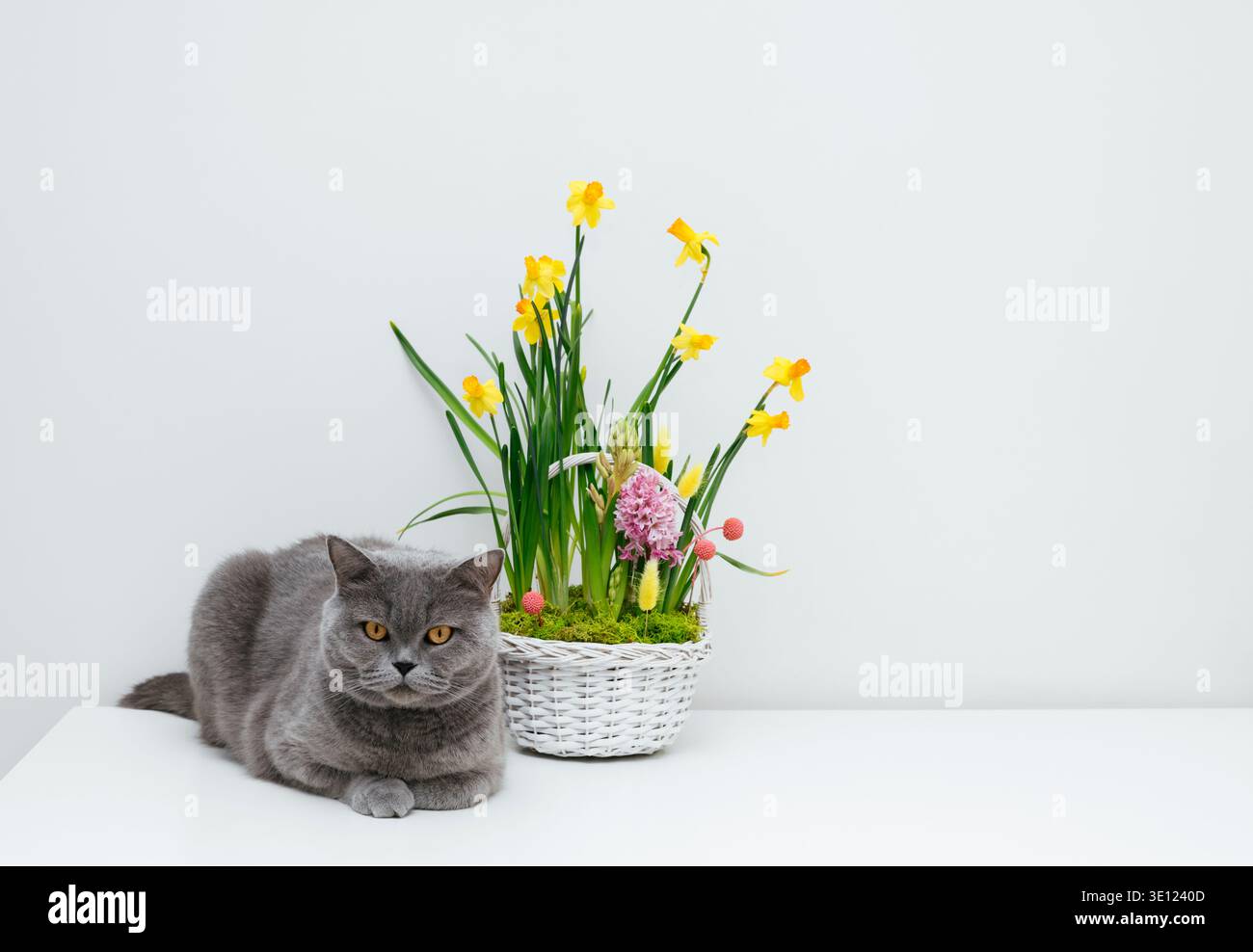 British cat with a flower basket on a white table. Daffodils and hyacinths growing in a basket. Easter composition. Copy space. Stock Photo