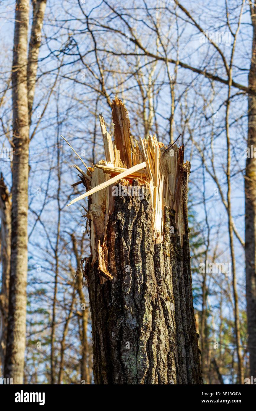 A broken tree trunk in the forest Stock Photo