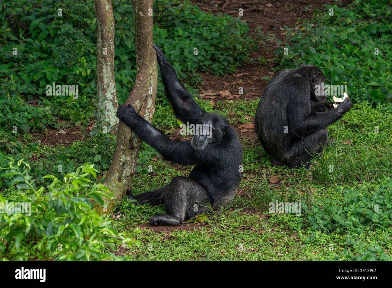Pair of chimpanzees sitting in the rainforest in Uganda, Africa. Stock Photo