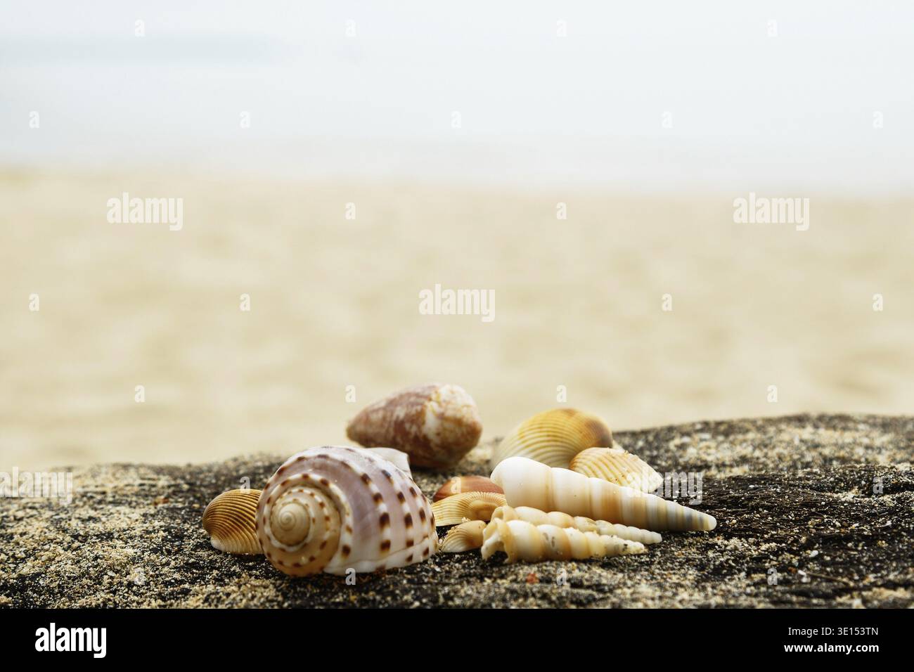 Different seashells and sand on wooden surface Stock Photo