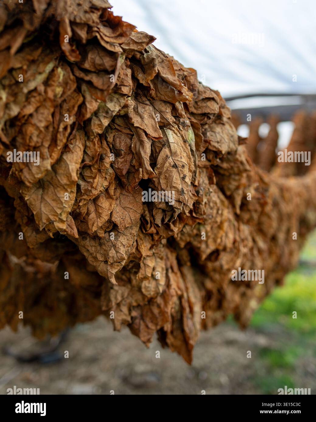 Harvest of Basmas or Basma tobacco fields, fresh green and dry leaf  aromatic type cultivated in Xanthi, Rodopi, Evros, premium cigarettes and  pipe pro Stock Photo