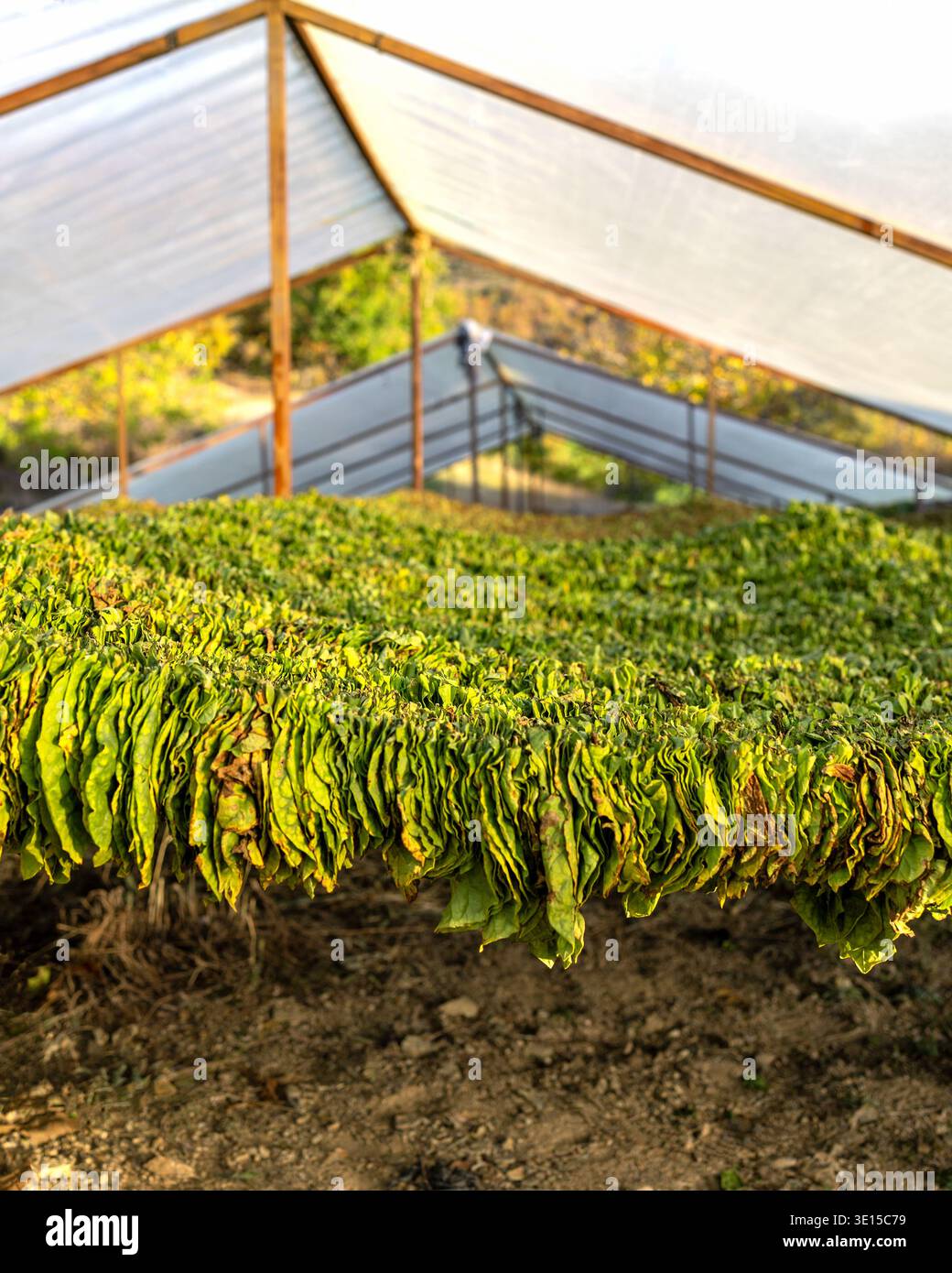Harvest of Basmas or Basma tobacco fields, fresh green and dry leaf  aromatic type cultivated in Xanthi, Rodopi, Evros, premium cigarettes and  pipe pro Stock Photo