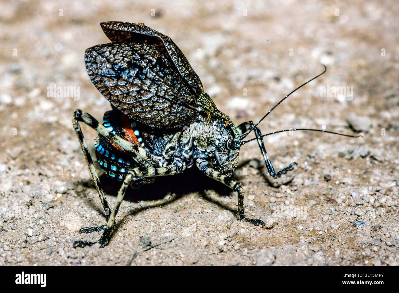 MOUNTAIN GRASSHOPPER OR KATYDID (ACRIPEZA RETICULATA). IF