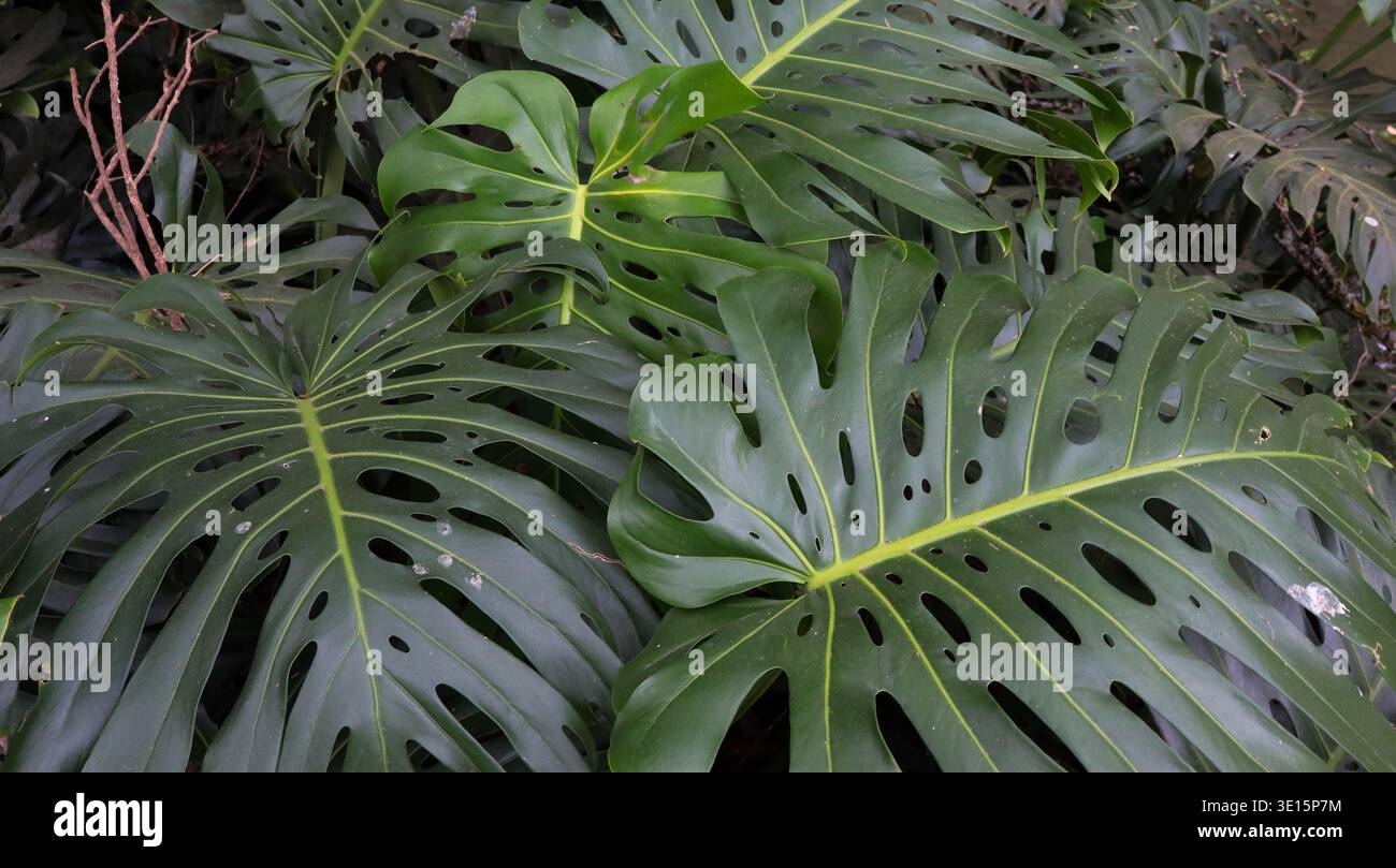 philodendron felix Philodendron Felix – Blattmanufaktur