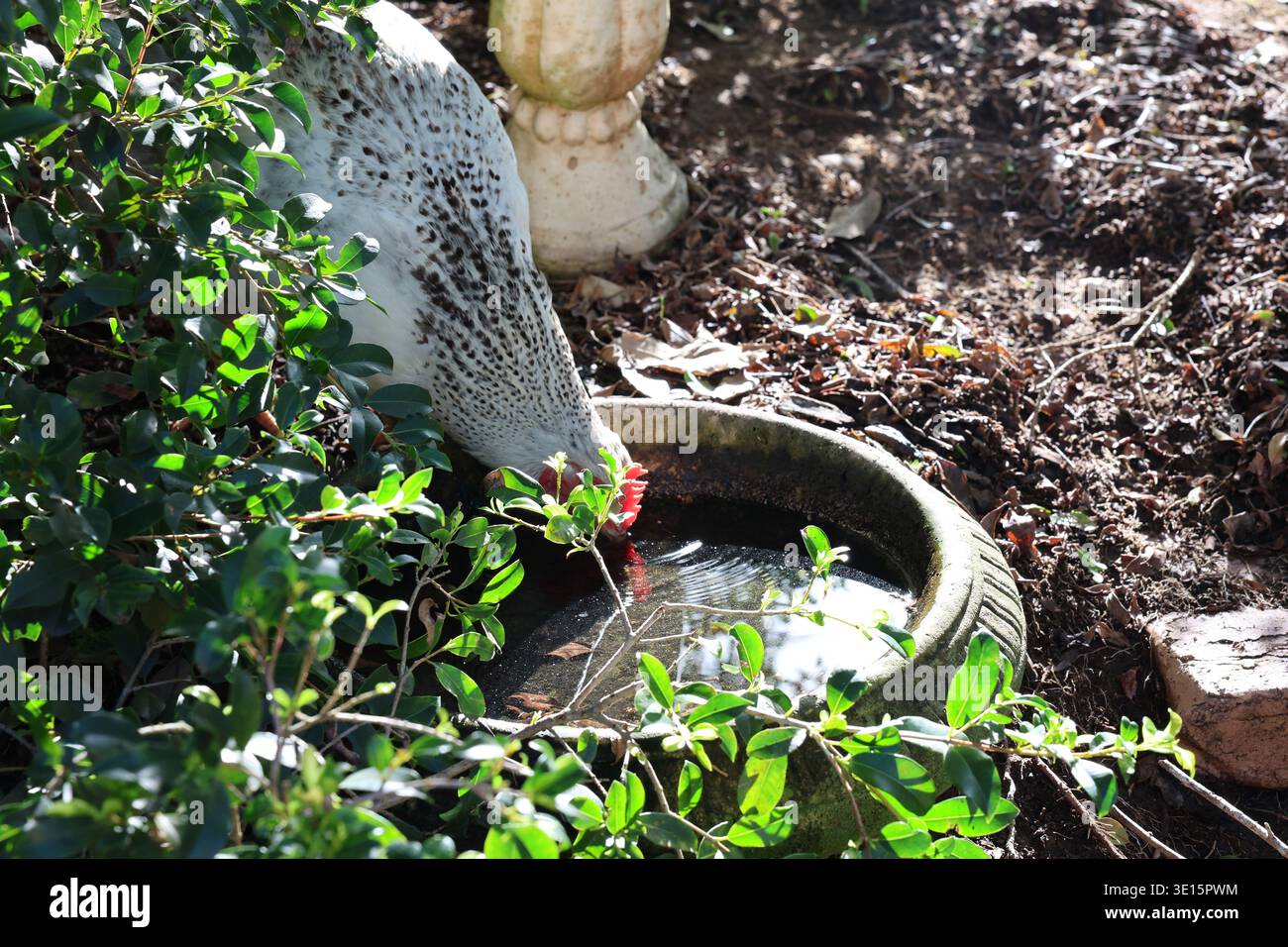 Chickens gathered around a water bowl in a garden setting with greenery and sunlight Stock Photo