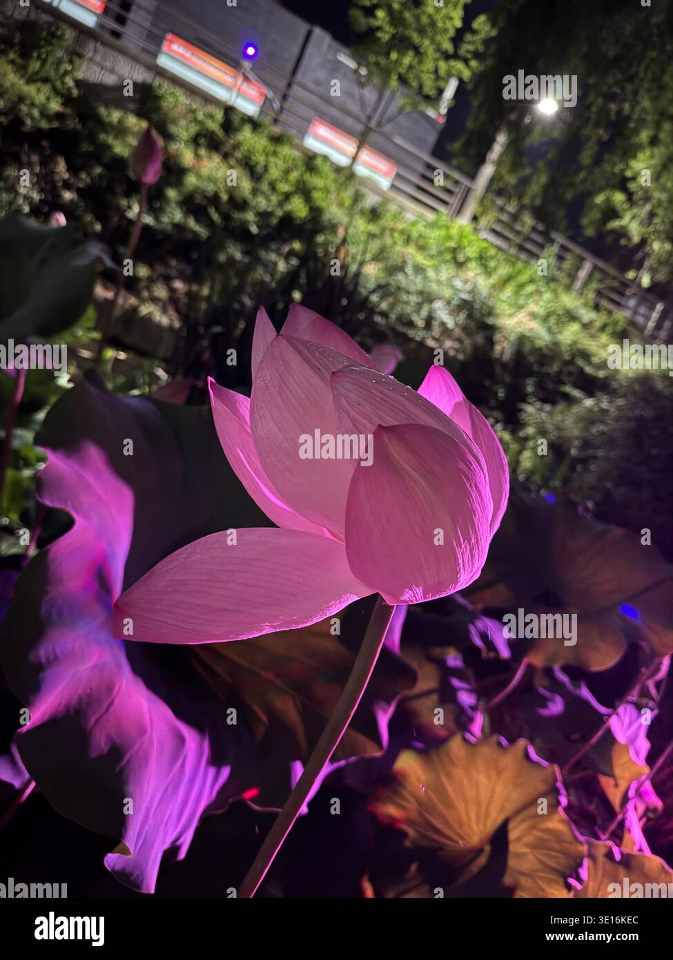 Close-up of pink lotus in bloom under colorful purple lights at night, Korean city pond - Smartphone Captured Stock Image