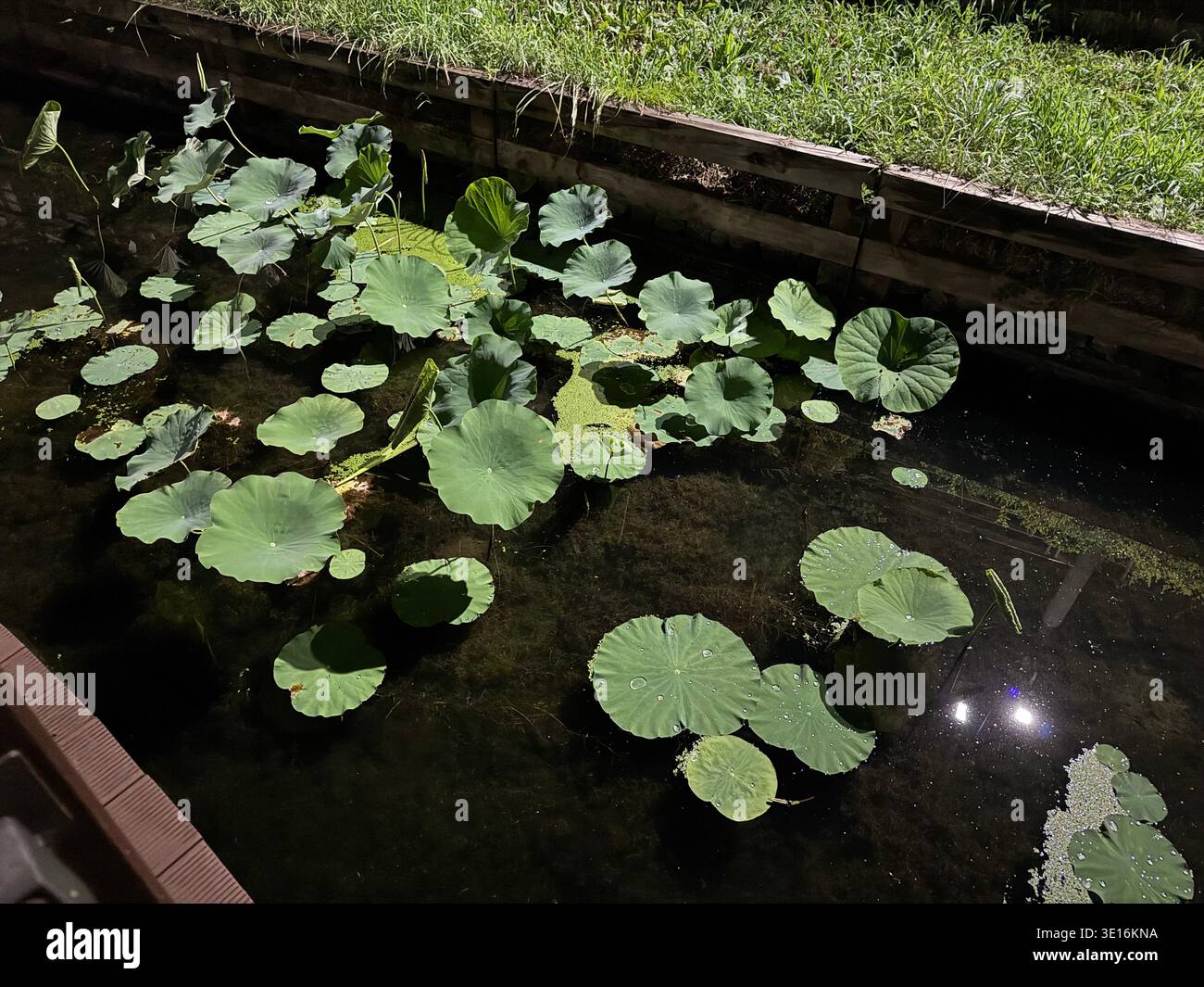 Lotus leaves floating on a calm pond in an urban park, 시민로457번길South Korea. Natural green foliage on dark water surface with reflections - Smartphone Captured Stock Image