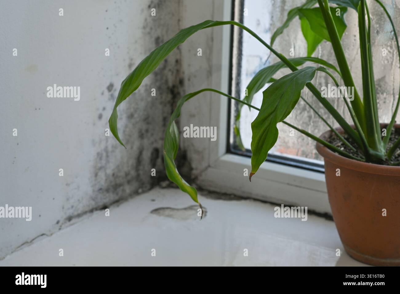 Mould mold growing on surface hi-res stock photography and images - Alamy