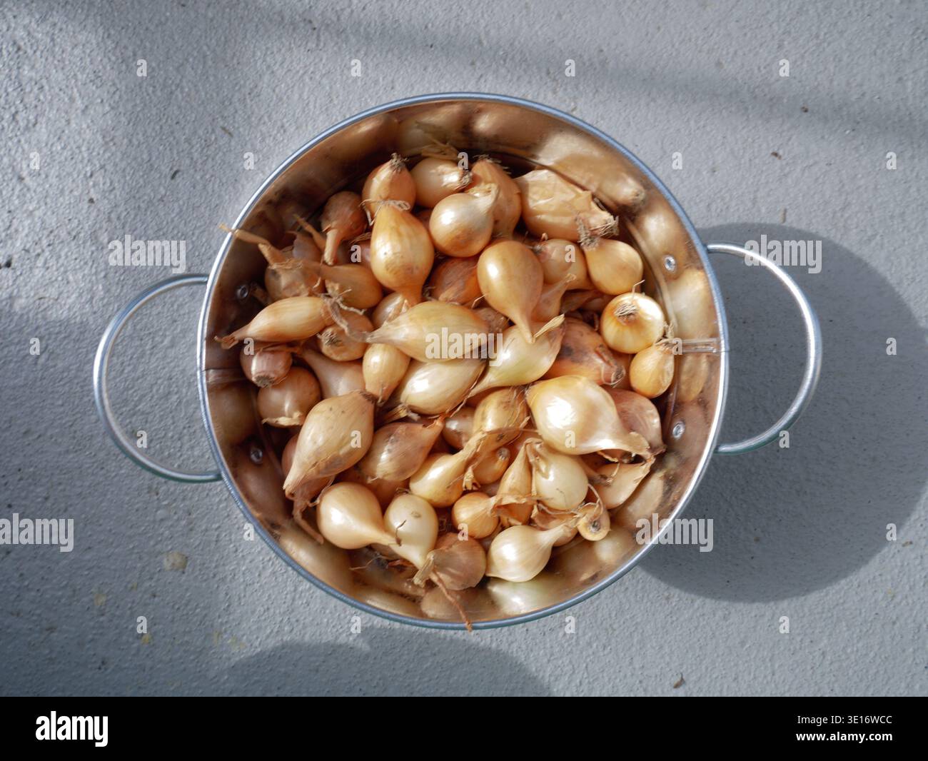 Freshly harvested shallots are placed in a stainless steel bowl on a gray surface Stock Photo