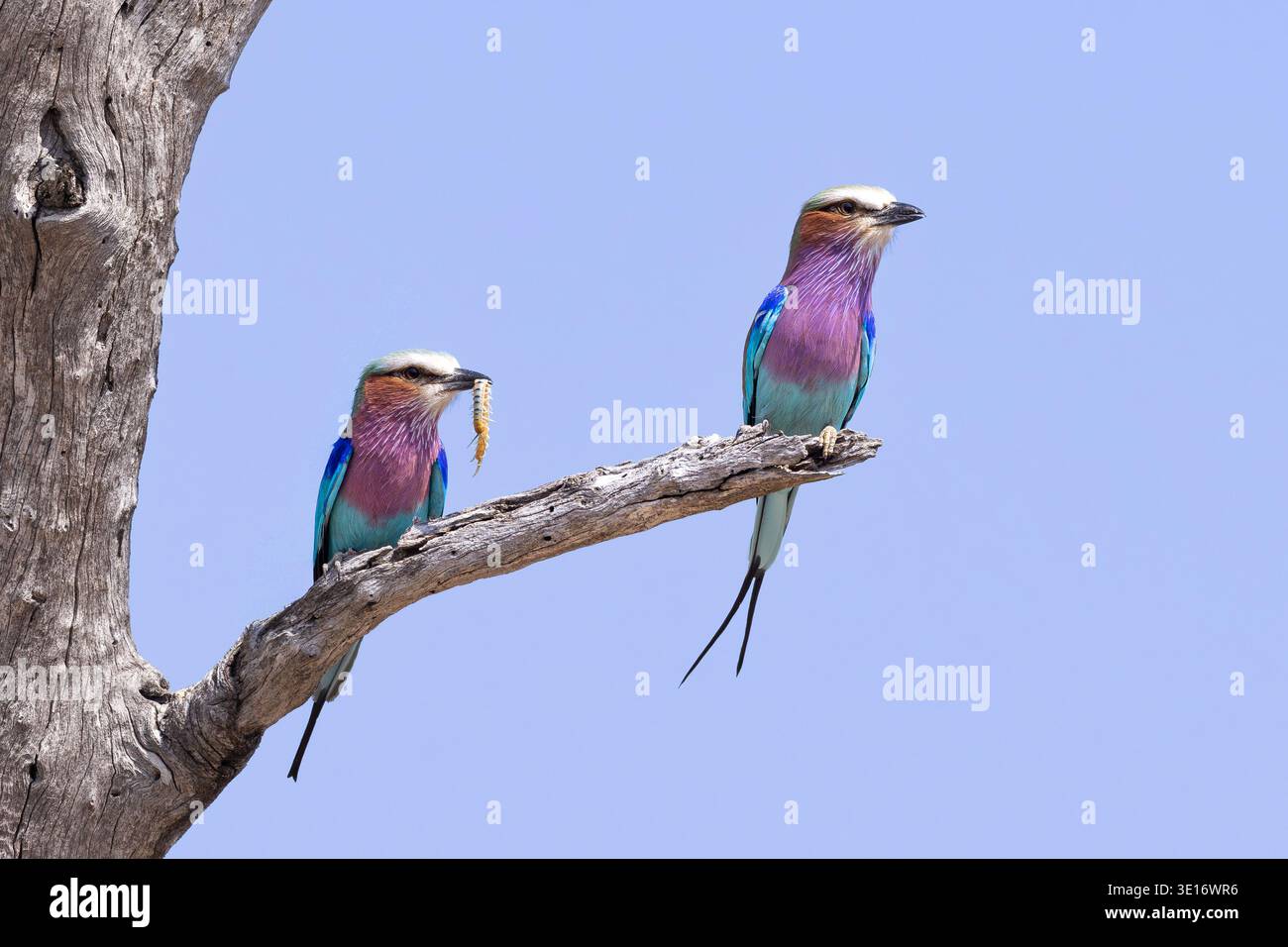 A pair of colorful Lilac-breasted Rollers perched on a branch, one with an insect in its beak, Botswana. Stock Photo