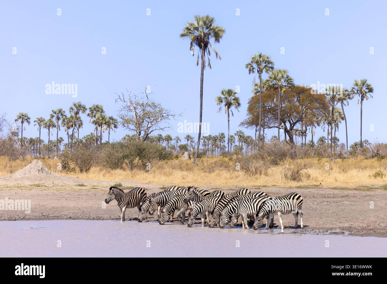 A herd of Plains Zebras drinking from a waterhole surrounded by tall palm trees in the Okavango Delta, Botswana. Stock Photo