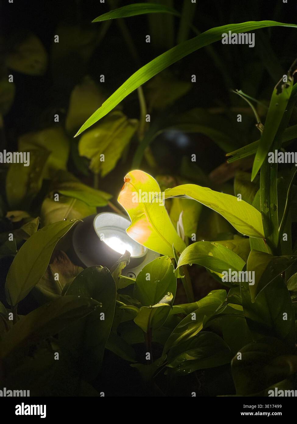Green leaves illuminated by artificial light in a dark outdoor environment. - Smartphone Captured Stock Image