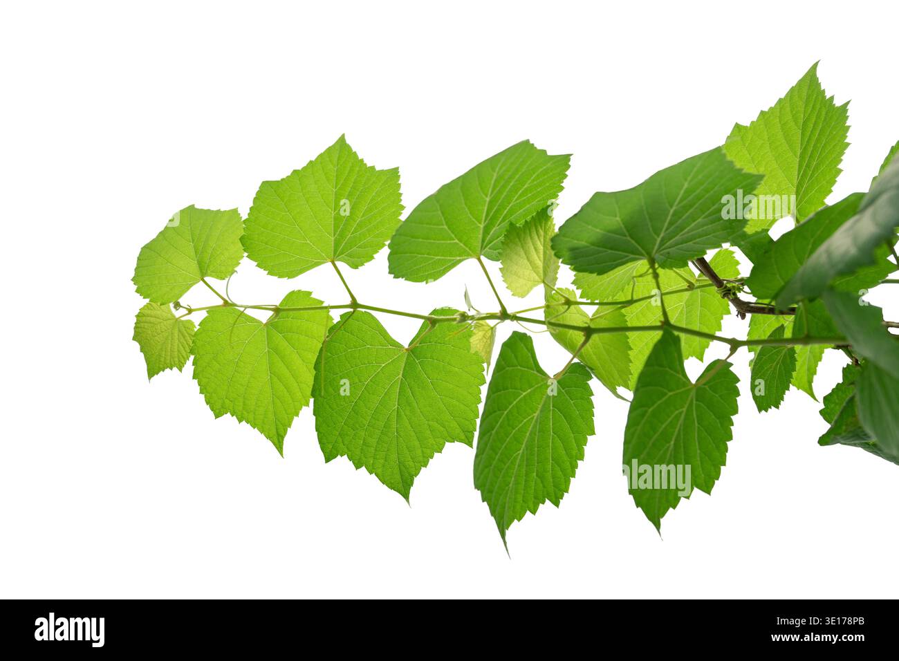 vine frame leaf vine isolates on a white background Stock Photo