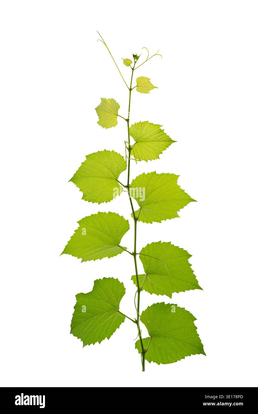 vine frame leaf vine isolates on a white background Stock Photo