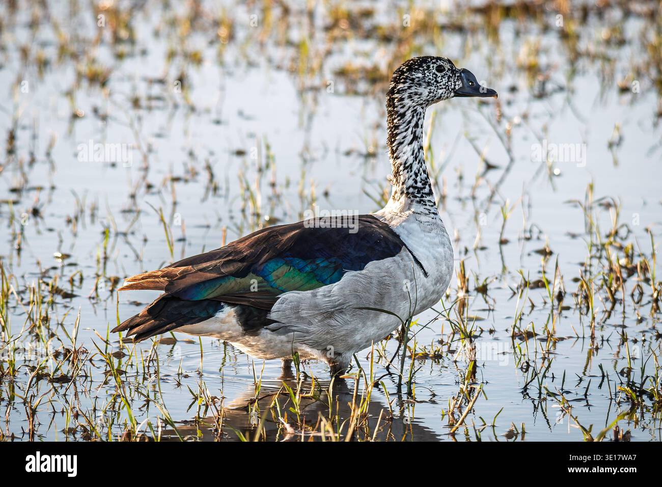 sarkidiornis melanotos Comb Duck (Sarkidiornis melanotos)  | Ian White Knob-billed Duck - eBird