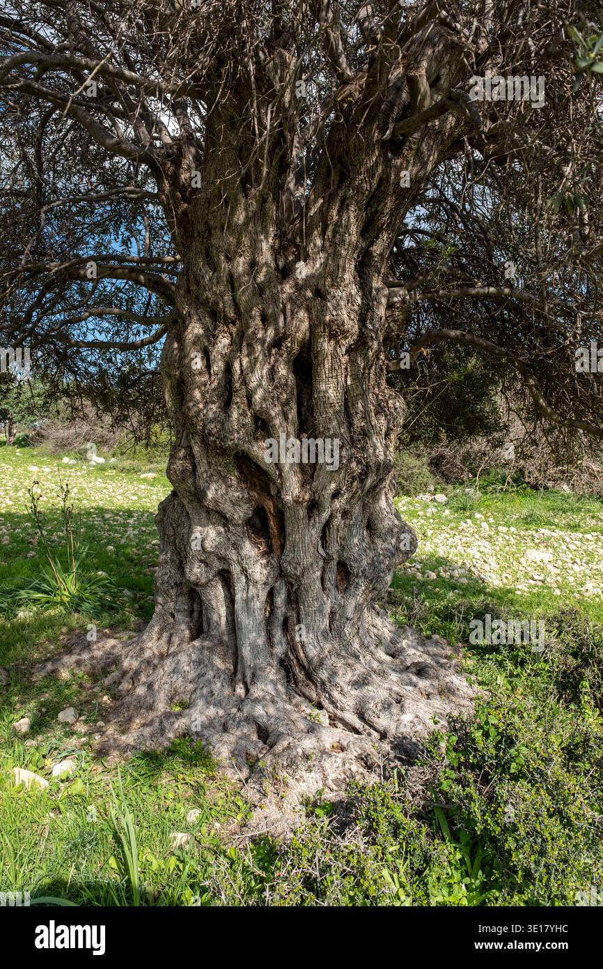 Ancient olive tree (Olea Europe) Paphos district, Cyprus. Stock Photo