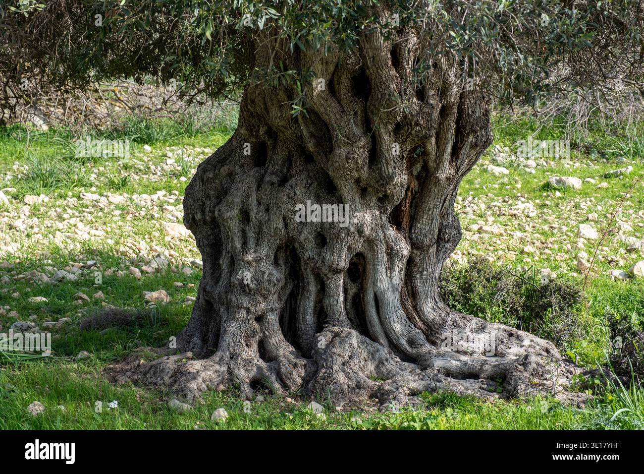Ancient olive tree (Olea Europe) Paphos district, Cyprus. Stock Photo
